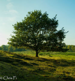 Trees on field against sky