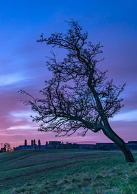 Tree on field against sky during sunset