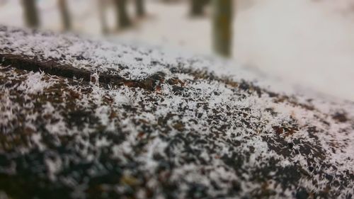 Close-up of caterpillar in water