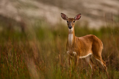 Portrait of deer  standing on field