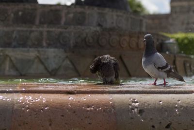 Birds perching on retaining wall