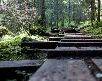 Boardwalk in forest