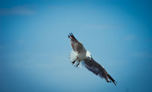 Low angle view of seagull flying against clear sky