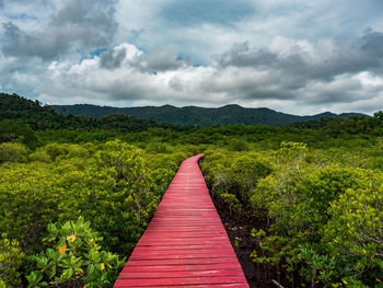 Boardwalk amidst mangroves against sky