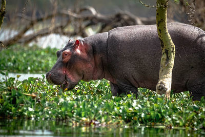 View of giraffe relaxing on lake