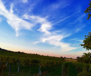 Scenic view of field against sky during sunset