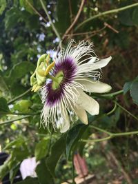 Close-up of white flower blooming outdoors