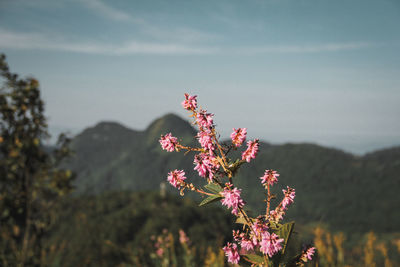 Close-up of pink flowering plant against sky