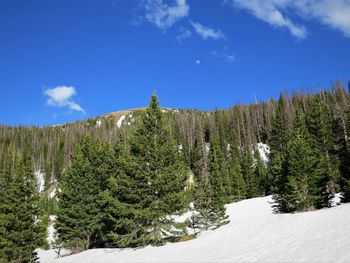 Pine trees in forest against sky during winter