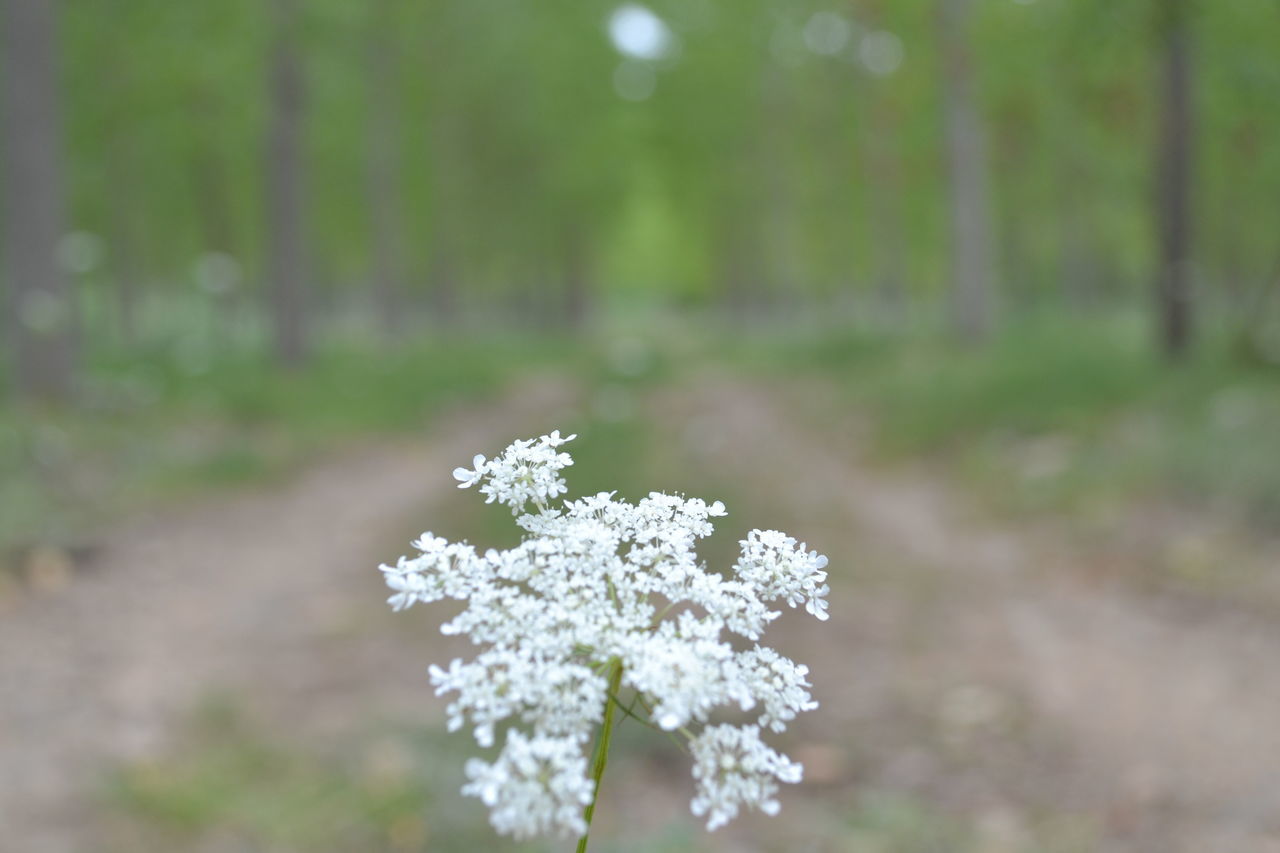 flower, white color, fragility, focus on foreground, growth, freshness, beauty in nature, nature, close-up, petal, blooming, plant, flower head, selective focus, in bloom, tree, outdoors, white, blossom, day