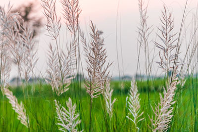 Close-up of wheat field against sky