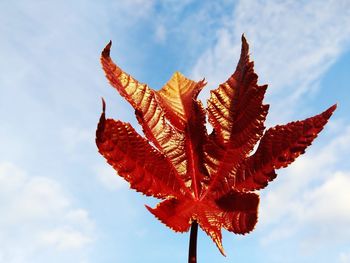 Low angle view of autumn leaves against sky