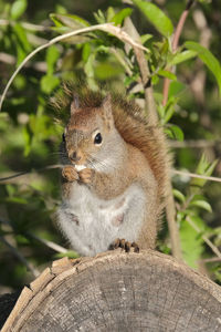 Close-up of squirrel on tree