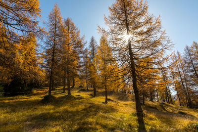 Trees on field against sky during autumn