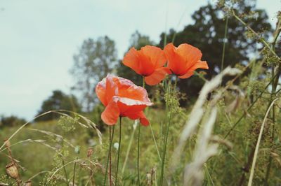 Close-up of red flowers blooming in field