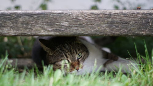 Portrait of a cat