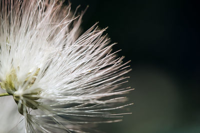 Close-up of flower over white background