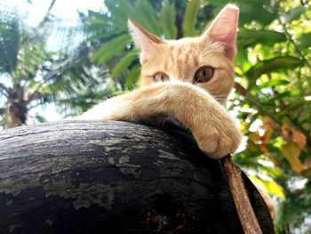 Close-up of a cat looking away