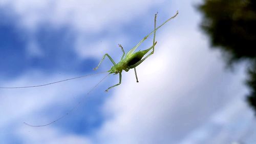 Low angle view of insect on plant