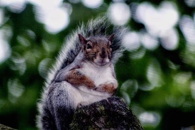 Close-up of cat sitting on tree