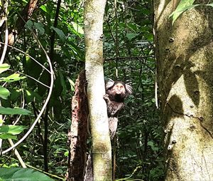 Monkey on tree trunk