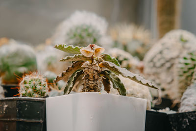 Close-up of potted plant