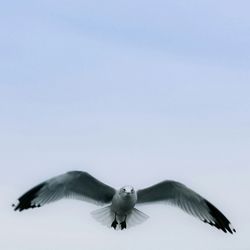 Low angle view of birds flying in sky