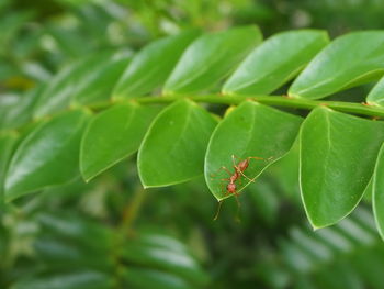 Close-up of insect on leaf