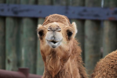 Full face smiling camel