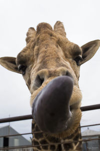 Low angle view of horse against sky