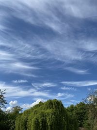 Low angle view of trees against sky