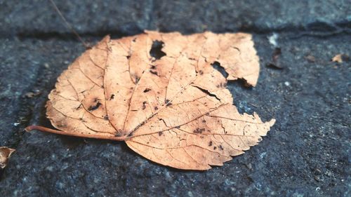 Close-up of maple leaf on ground