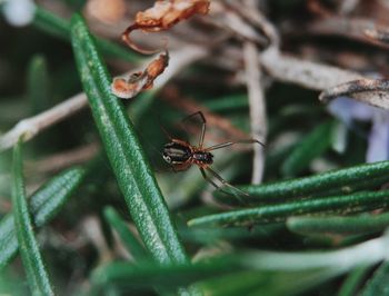 Close-up of insect on leaf