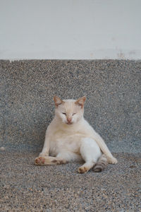 Cat sitting on wall