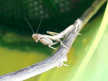 Close-up of insect