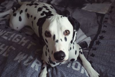 High angle portrait of dalmatian dog relaxing on bed at home