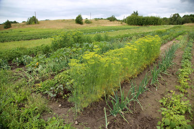 Scenic view of field against sky