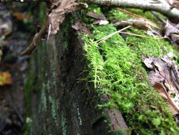 tree trunk