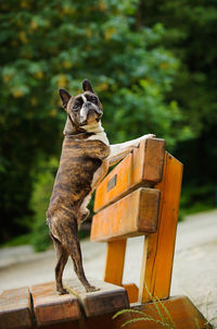 French bulldog on wooden bench in park