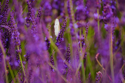 Close-up of purple flowering plant on field