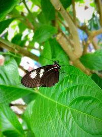 Butterfly on leaf