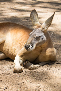 Kangaroo sleeping on a field