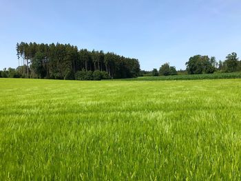 Scenic view of field against clear sky