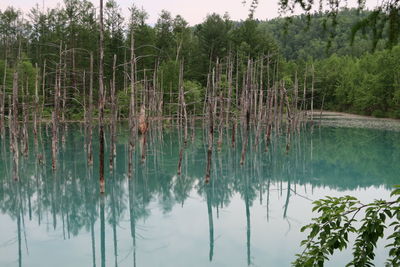 Scenic view of lake in forest