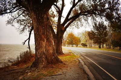 Trees by road against sky