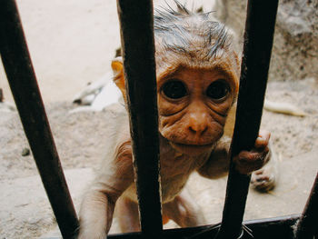 Portrait of monkey in zoo