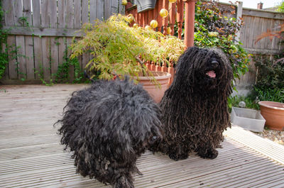 Black dog looking away while standing against plants