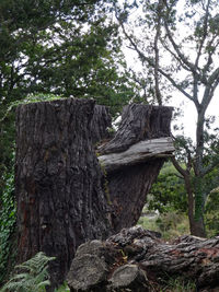 Low angle view of trees growing in forest