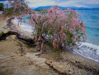 Trees by sea against sky