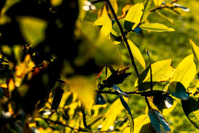 Close-up of yellow leaves on plant